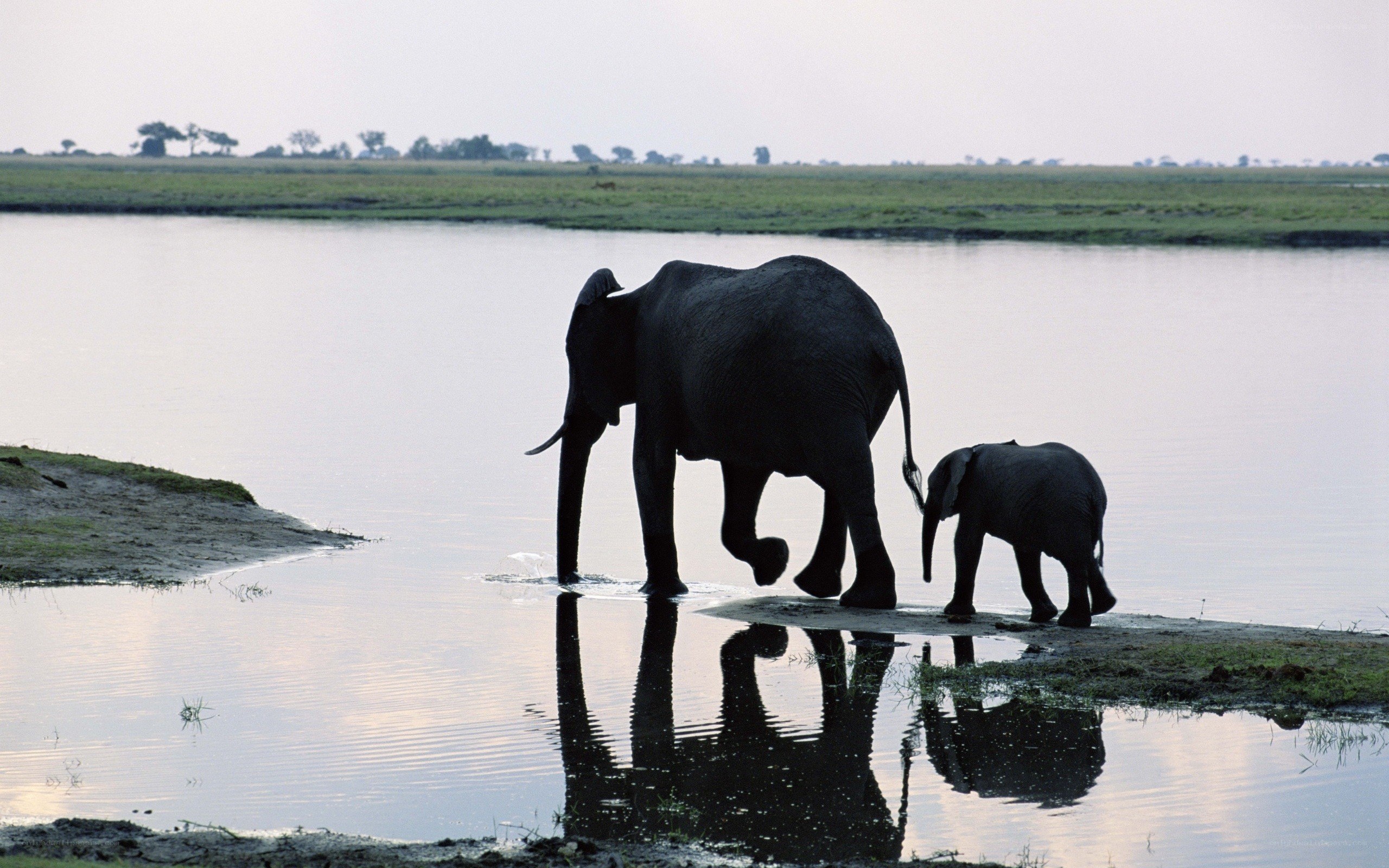 Elephant and calf at river