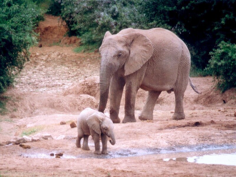 Elephant and calf at waterhole