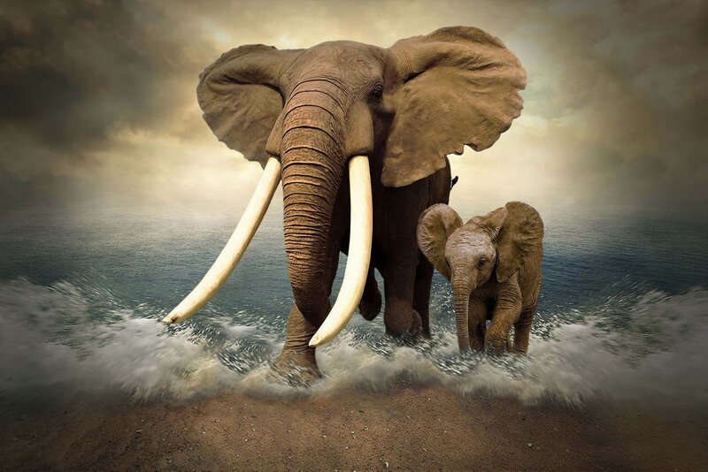 Elephant and Calf — Brown, Dramatic