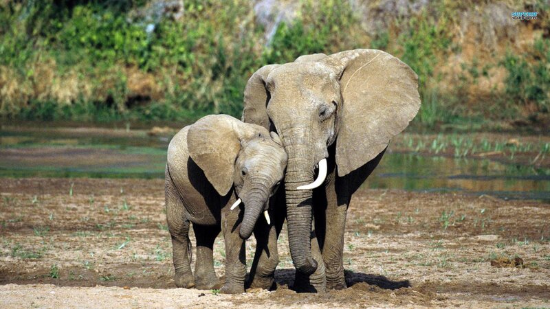Elephant and Calf — Brown, Serene