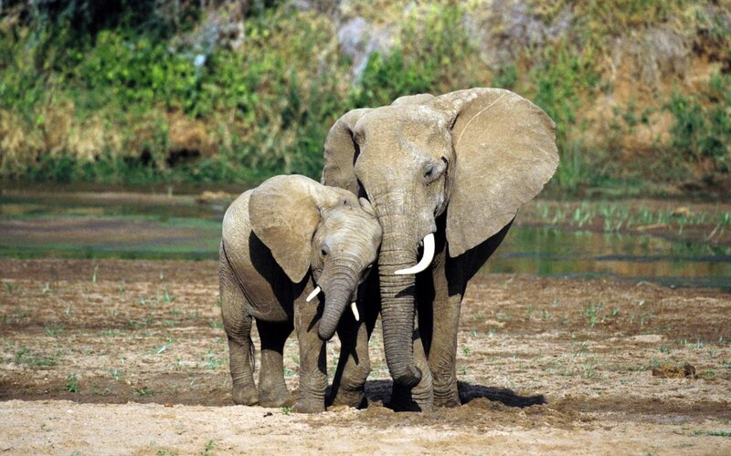 Elephant and Calf — Brown