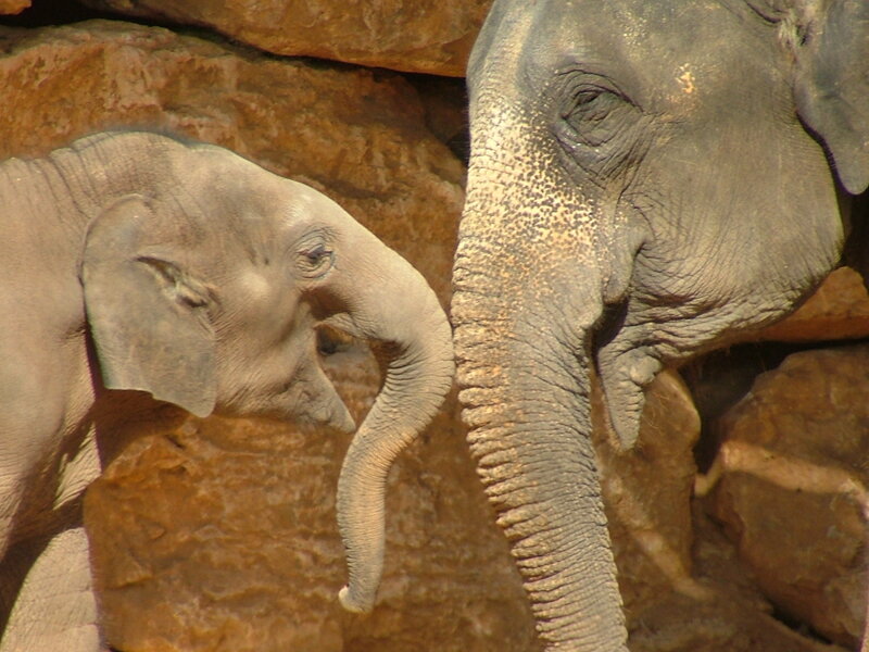 Elephant and calf close-up