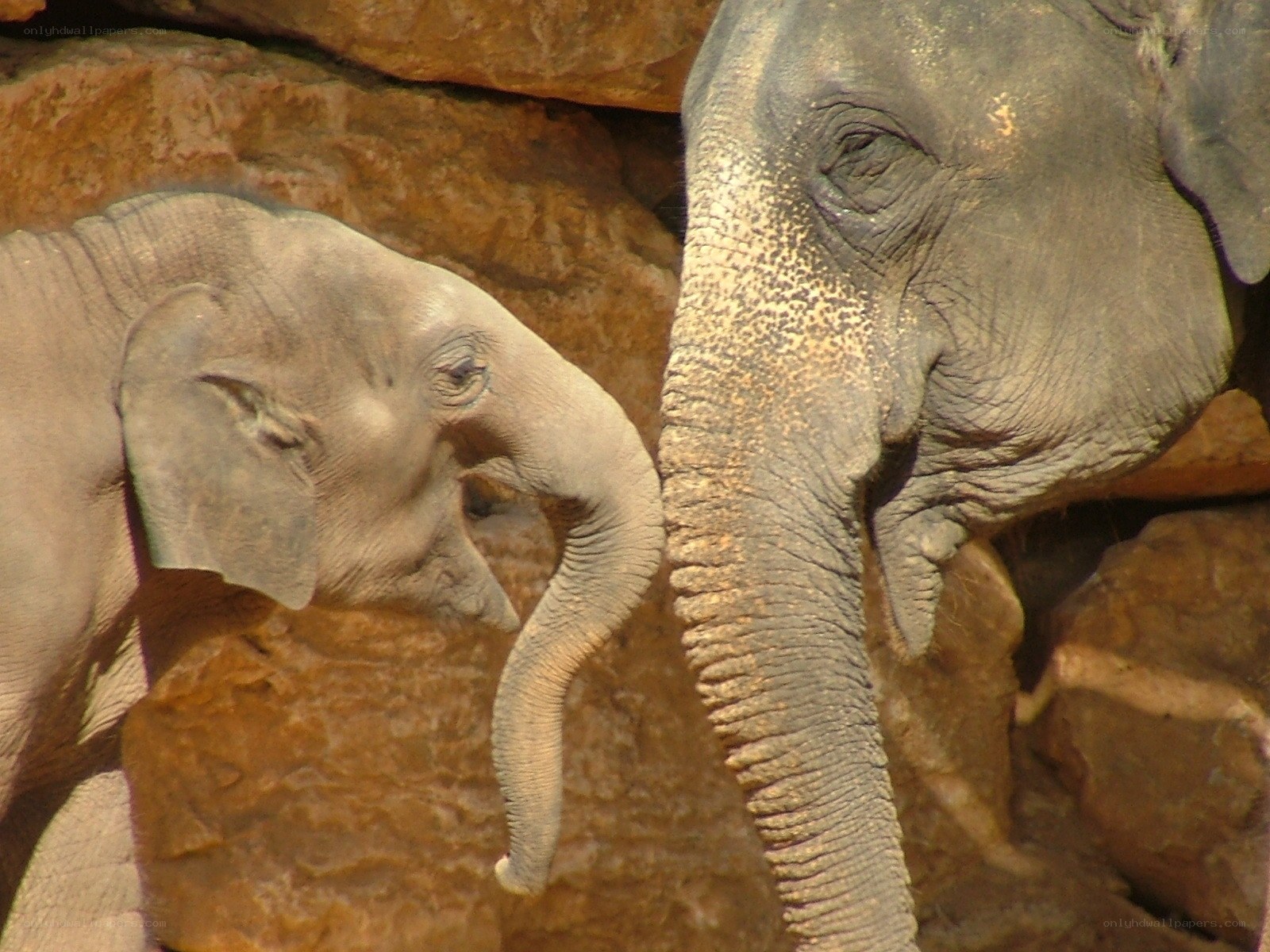 Elephant and calf close-up