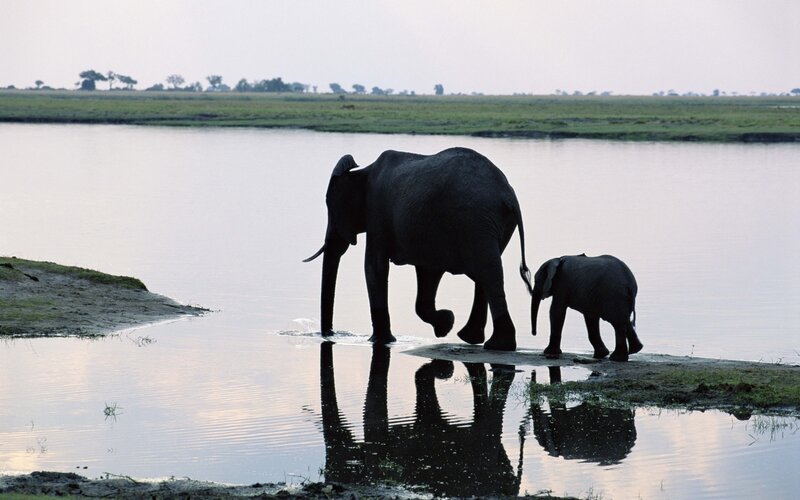 Elephant and Calf — Gray, Serene