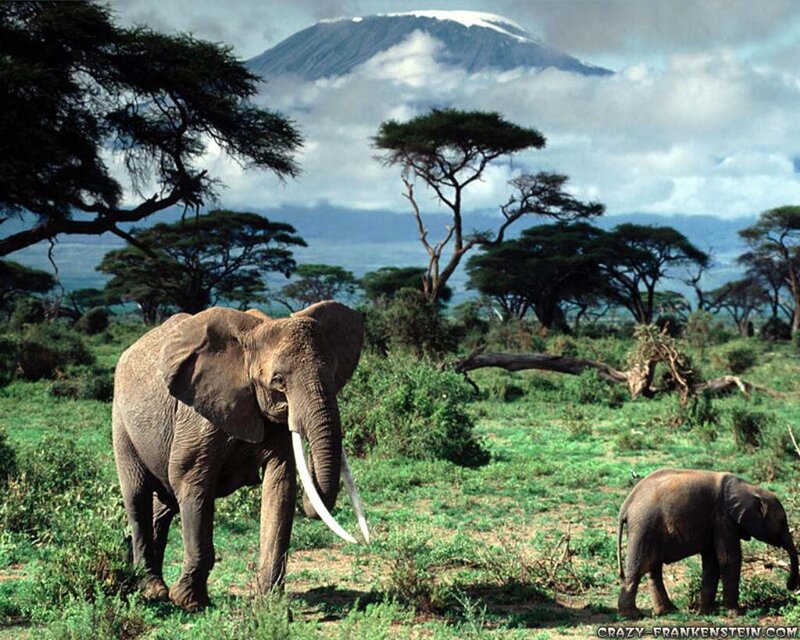 Elephant and Calf — Green, Serene