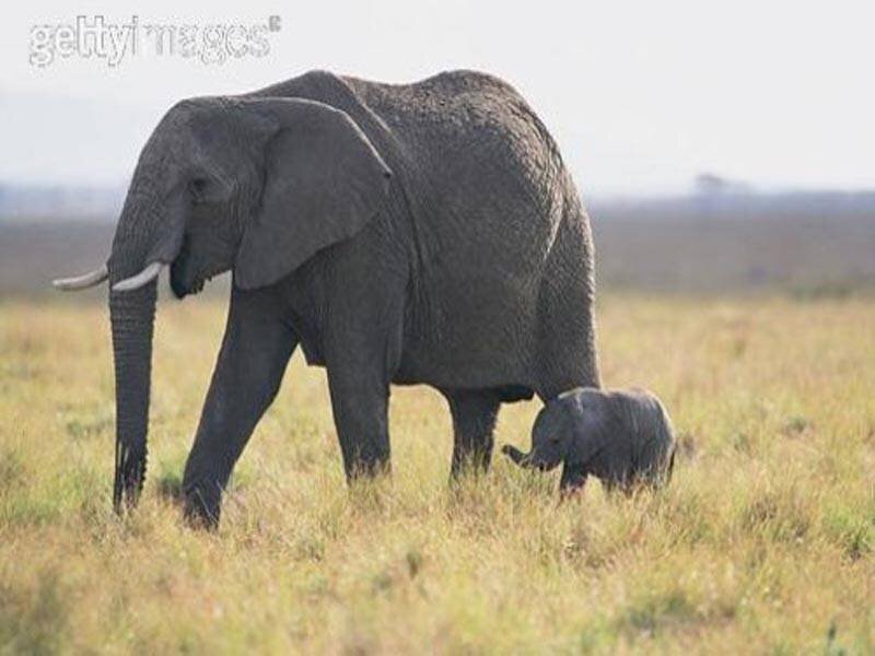 Elephant and calf in grassland
