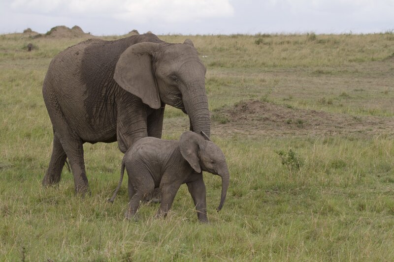 Elephant and calf in grassland