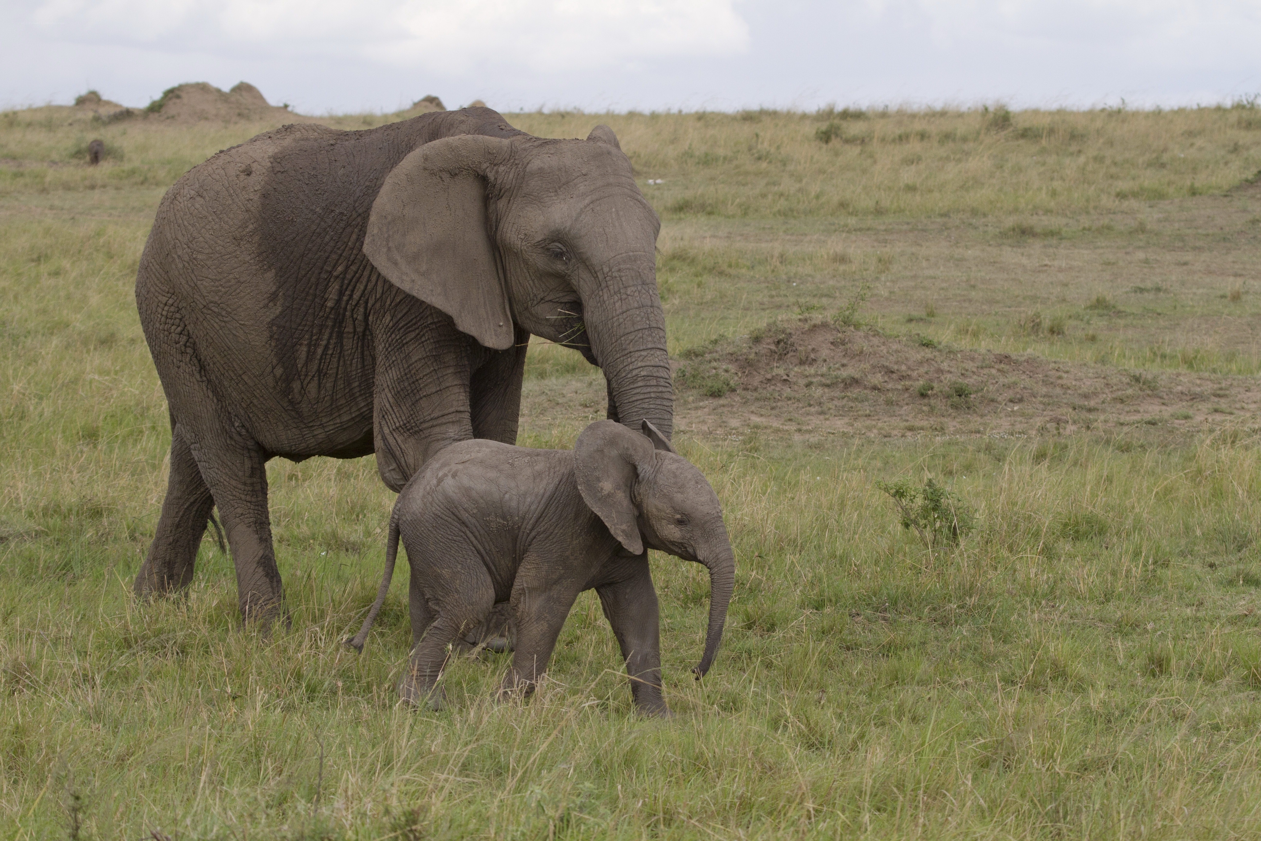 Elephant and calf in grassland