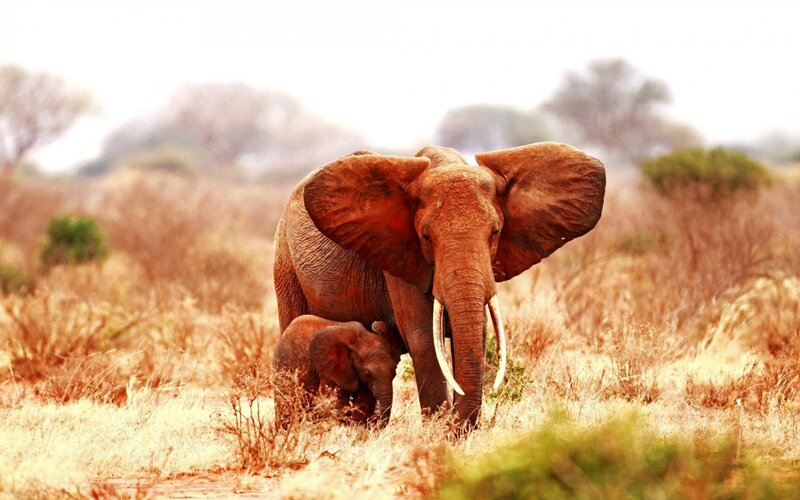 Elephant and calf in savanna