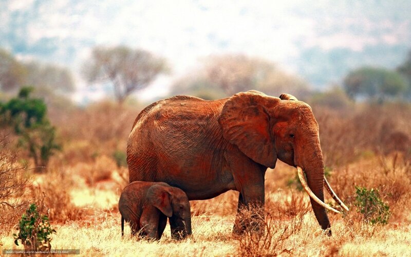 Elephant and calf in savanna