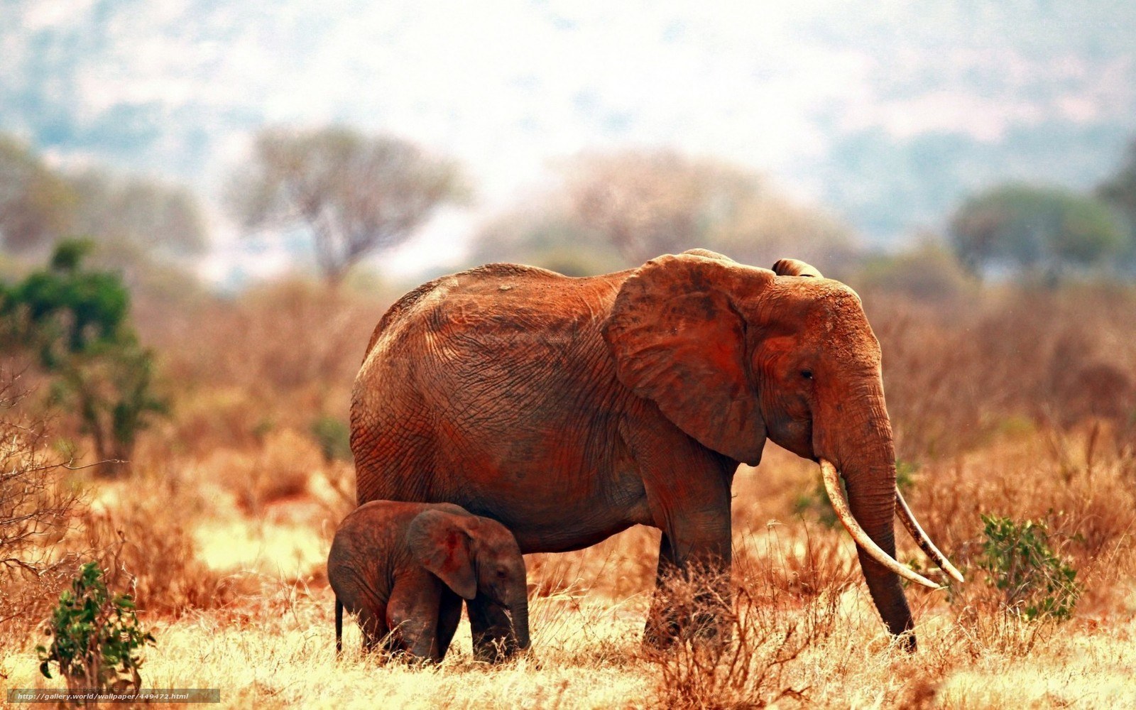 Elephant and calf in savanna