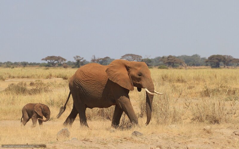 Elephant and calf in savanna