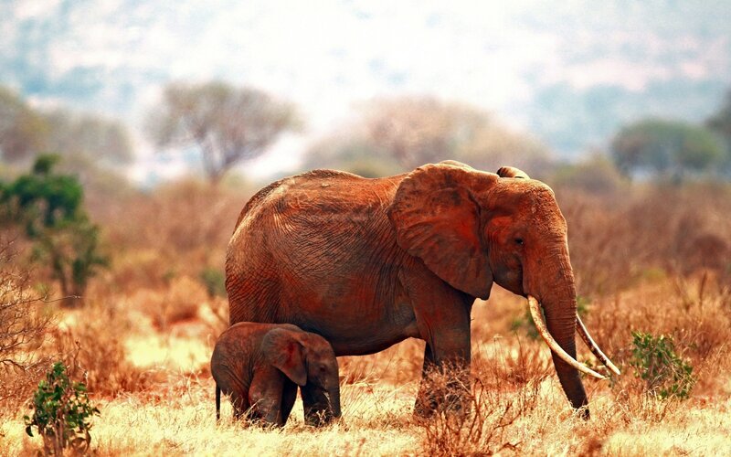 Elephant and calf in savanna