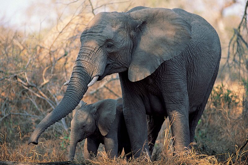 Elephant and calf in savanna