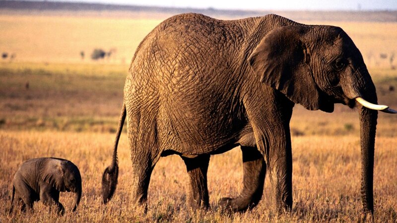 Elephant and calf in savanna