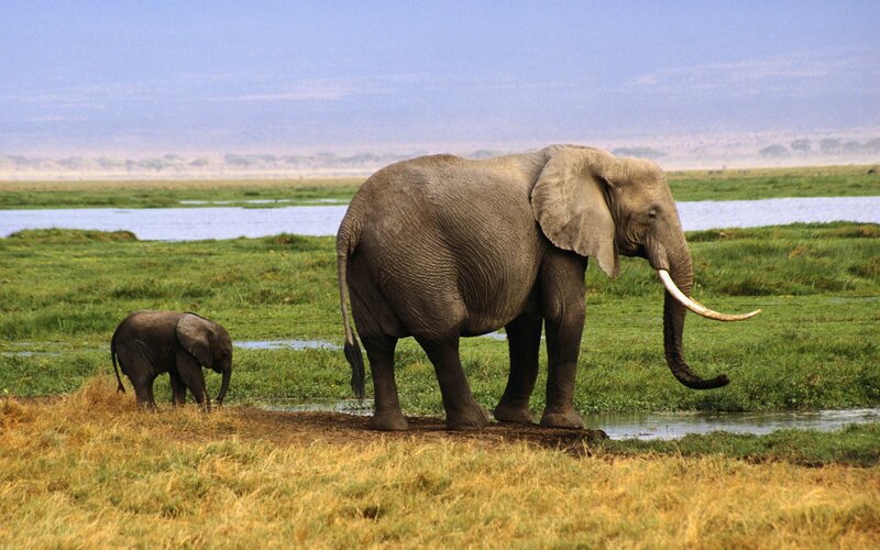 Elephant and calf in savanna