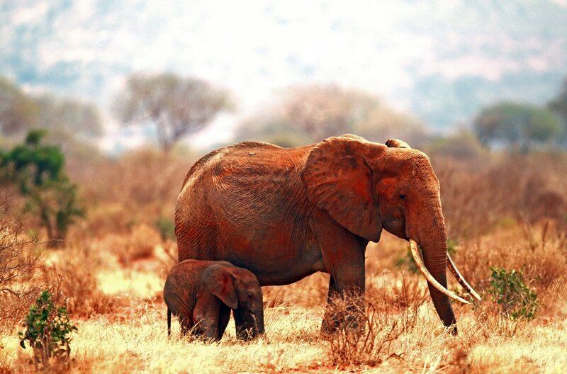 Elephant and calf in savanna