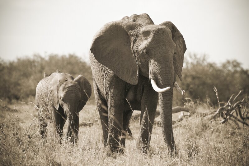 Elephant and calf in savanna