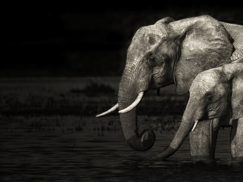 Elephant and Calf in Water — Black