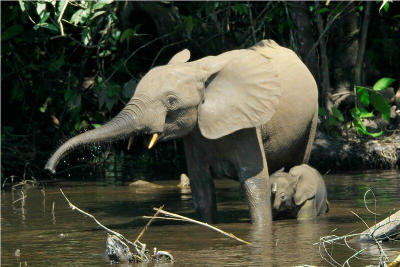 Elephant and Calf in Water — Brown