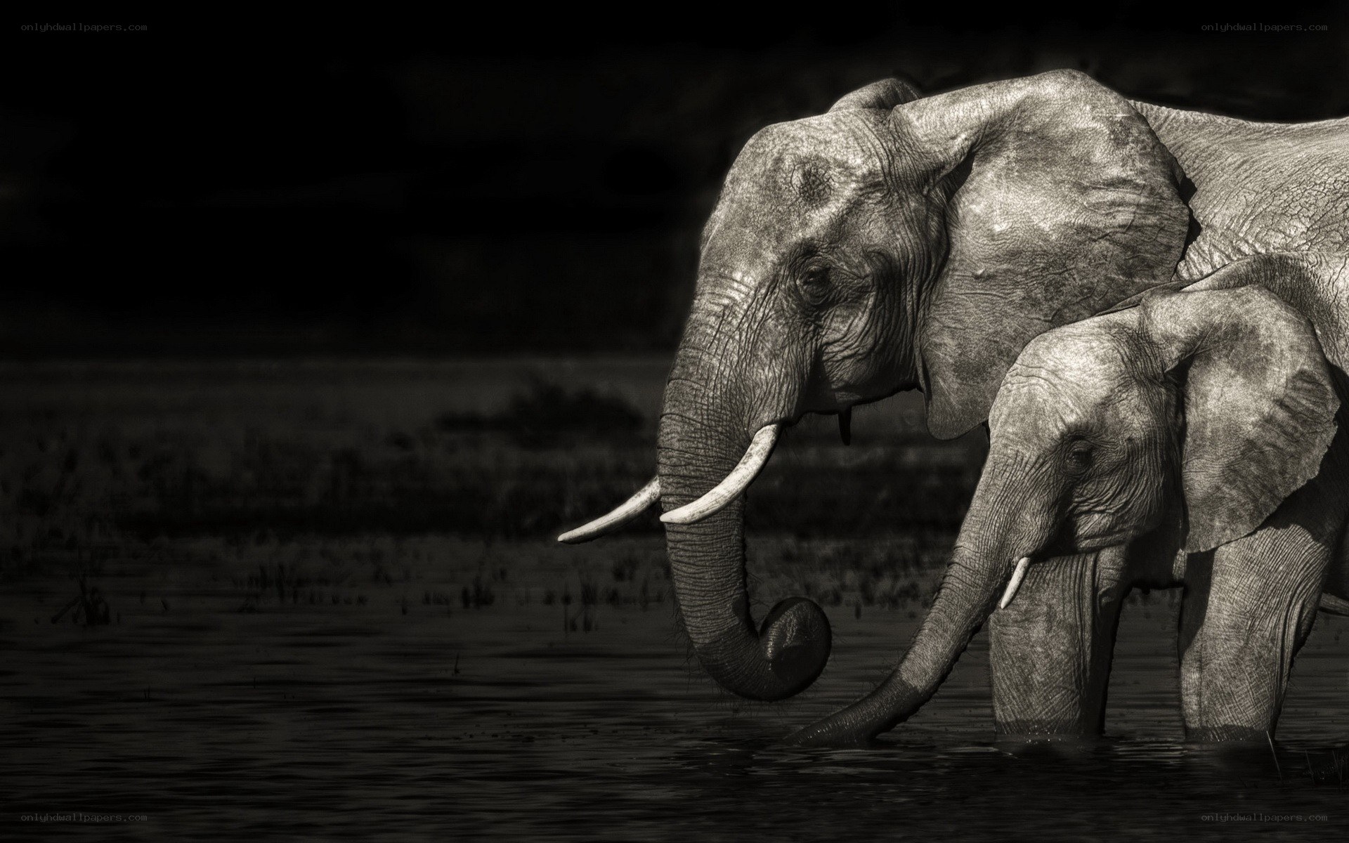 Elephant and calf in water