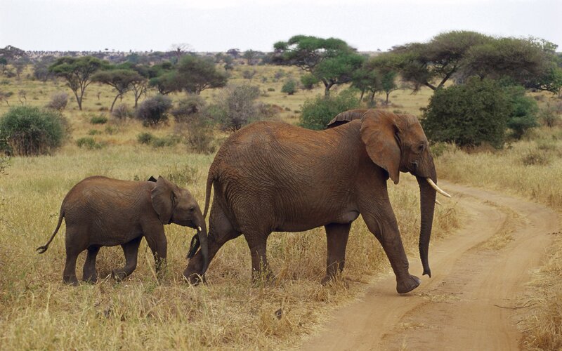 Elephant and calf on a dirt road