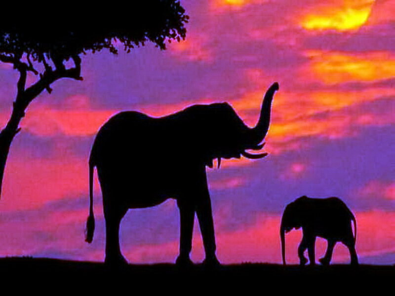 Elephant and Calf Silhouette