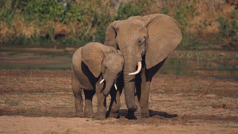 Elephant and calf standing together