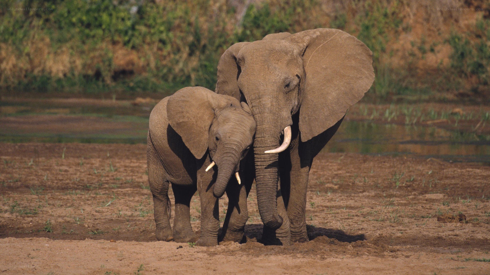 Elephant and calf standing together