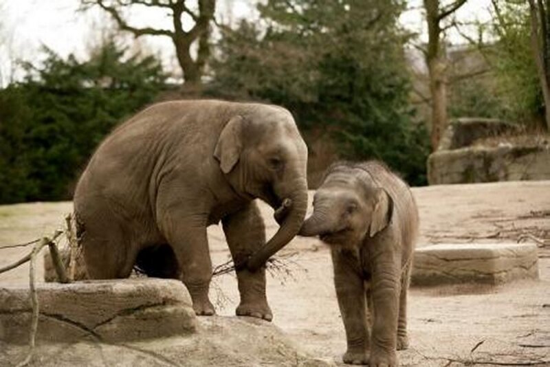 Elephant and Calf