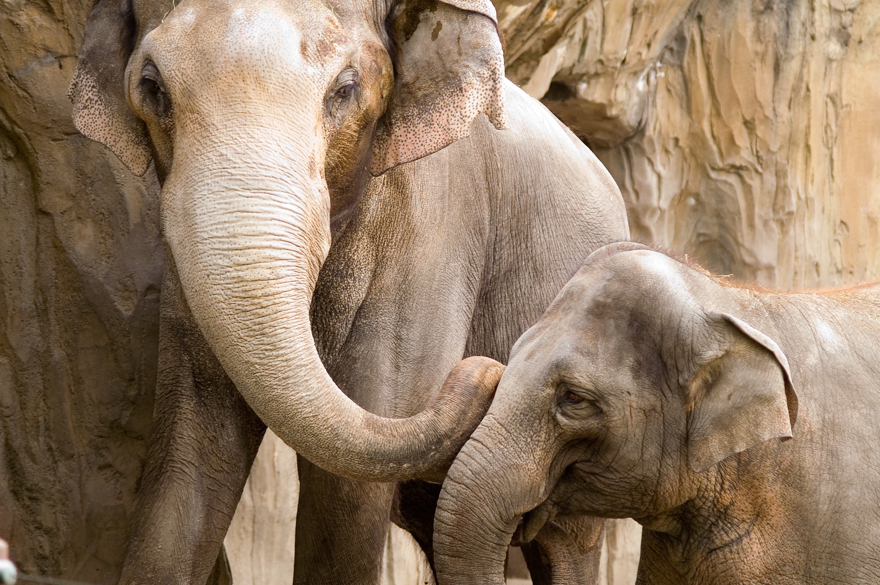 Elephant and calf together