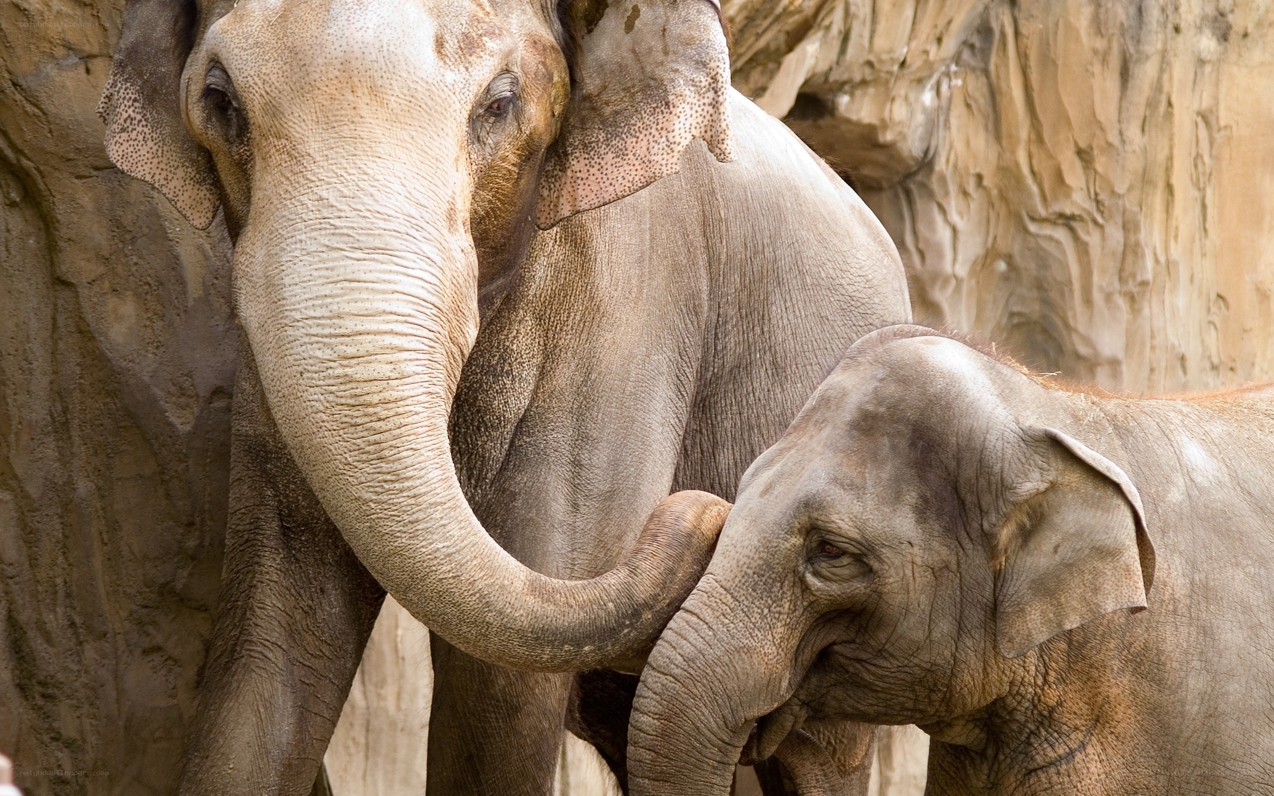Elephant and calf together