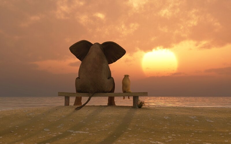 Elephant and Dog on Bench