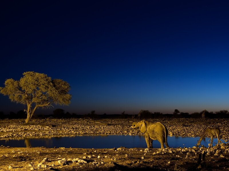 Elephant and giraffe at a waterhole