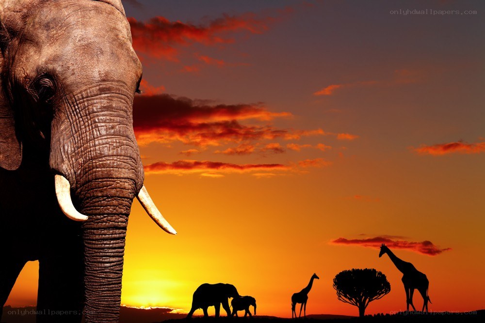 Elephant and giraffe at sunset