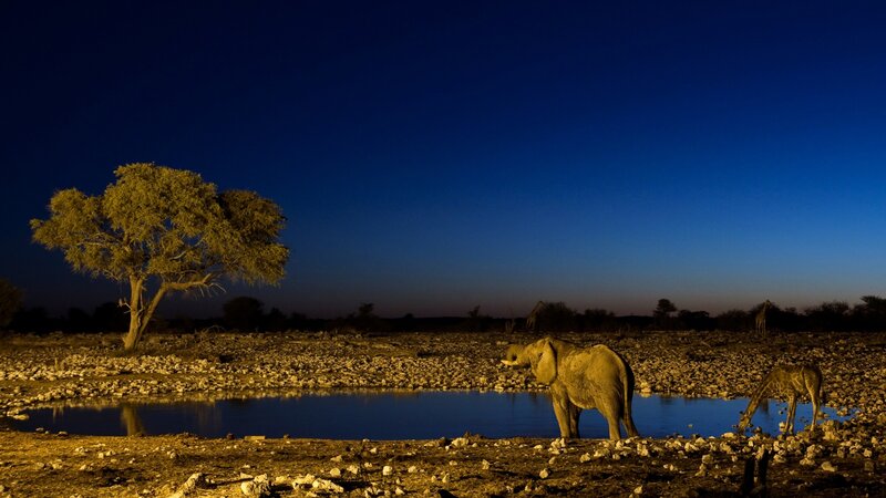 Elephant and Giraffe at Waterhole — Blue, Serene