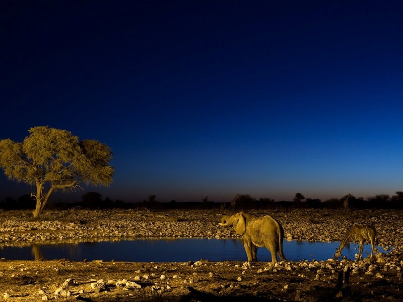 Elephant and Giraffe at Waterhole — Blue