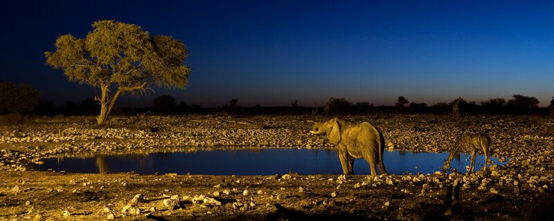 Elephant and giraffe at watering hole