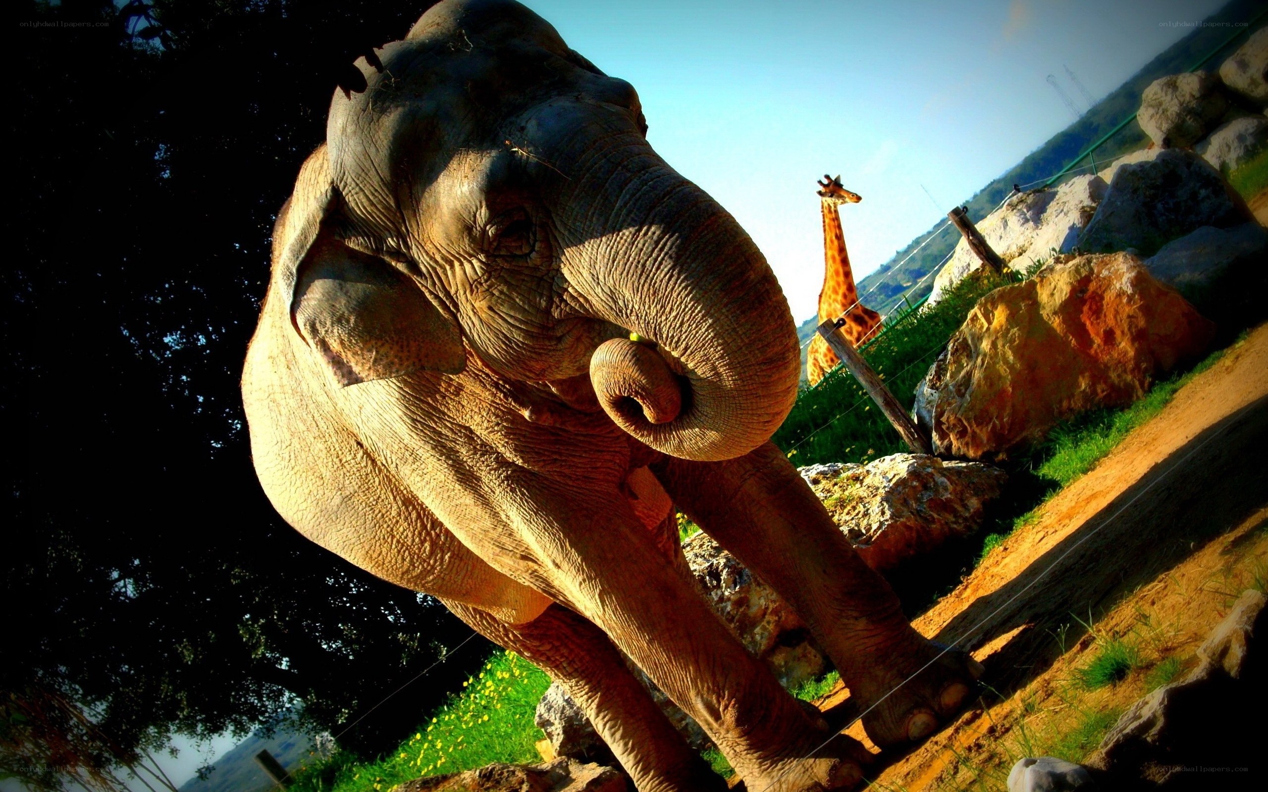 Elephant and giraffe at zoo