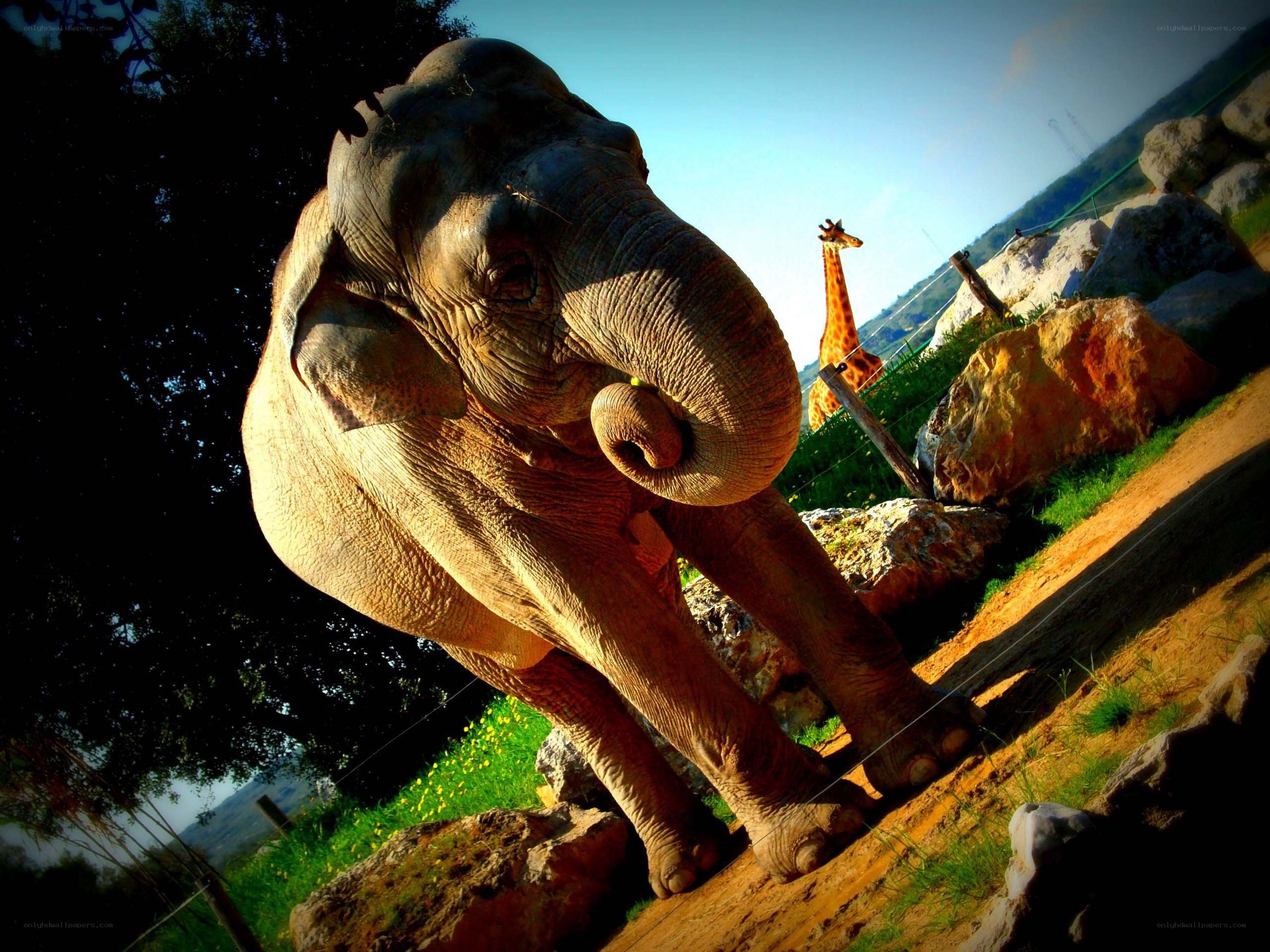 Elephant and giraffe in enclosure