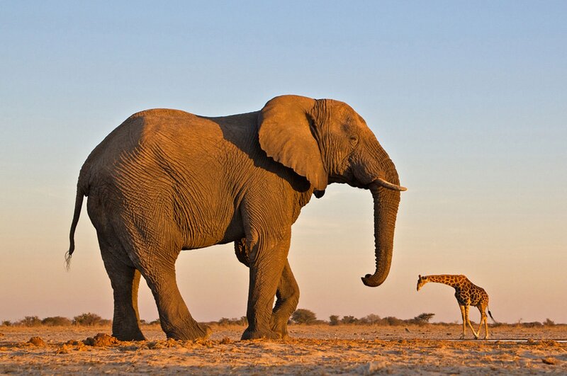 Elephant and Giraffe
