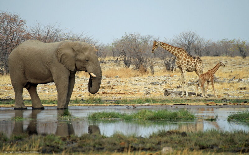 Elephant and giraffes at waterhole