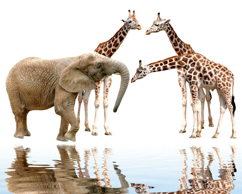 Elephant and Giraffes