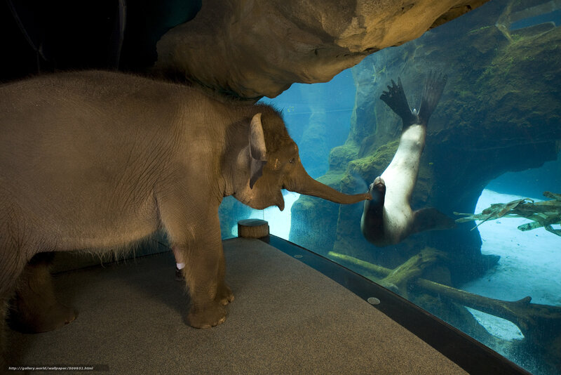 Elephant and Sea Lion — Gray
