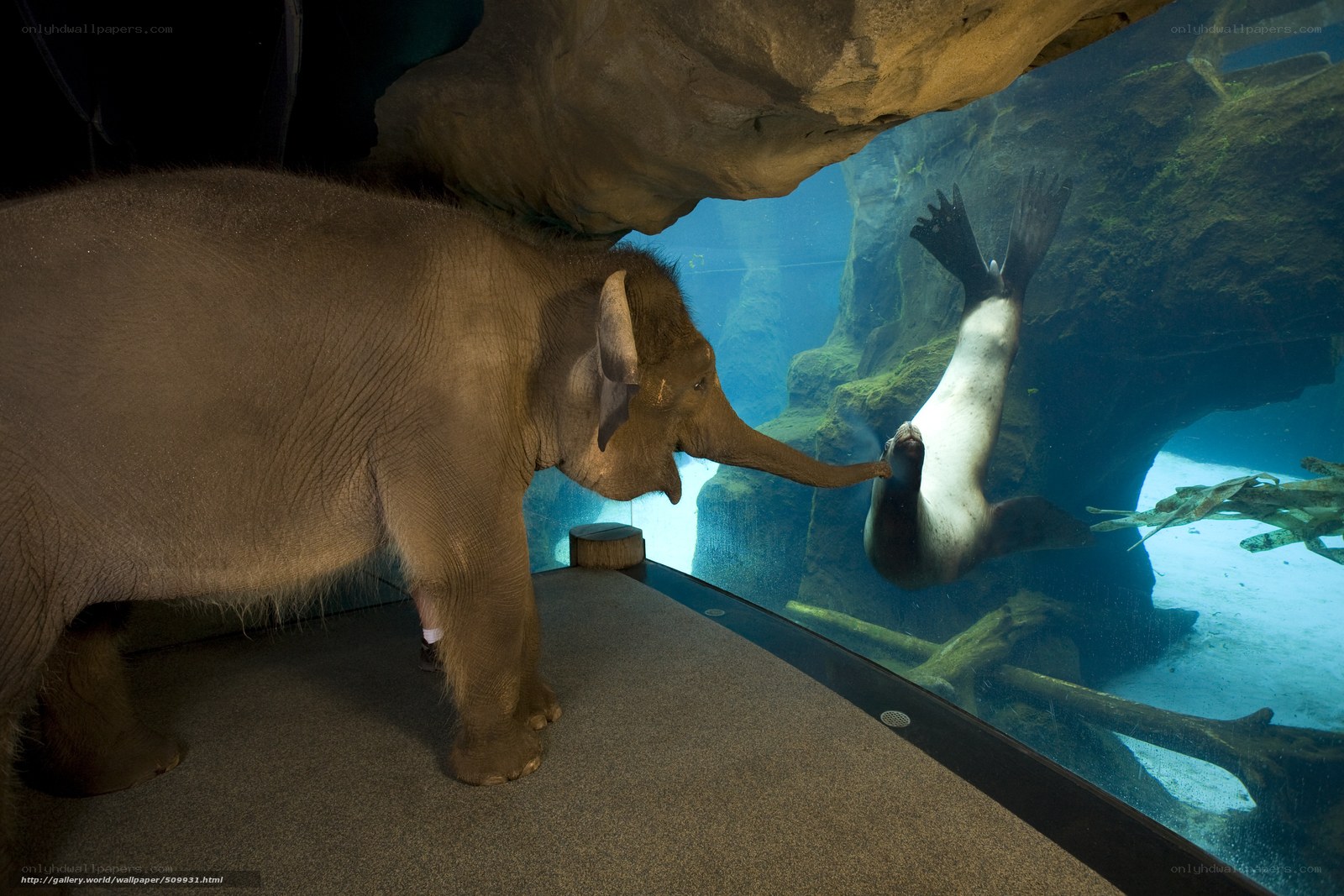 elephant and seal interaction