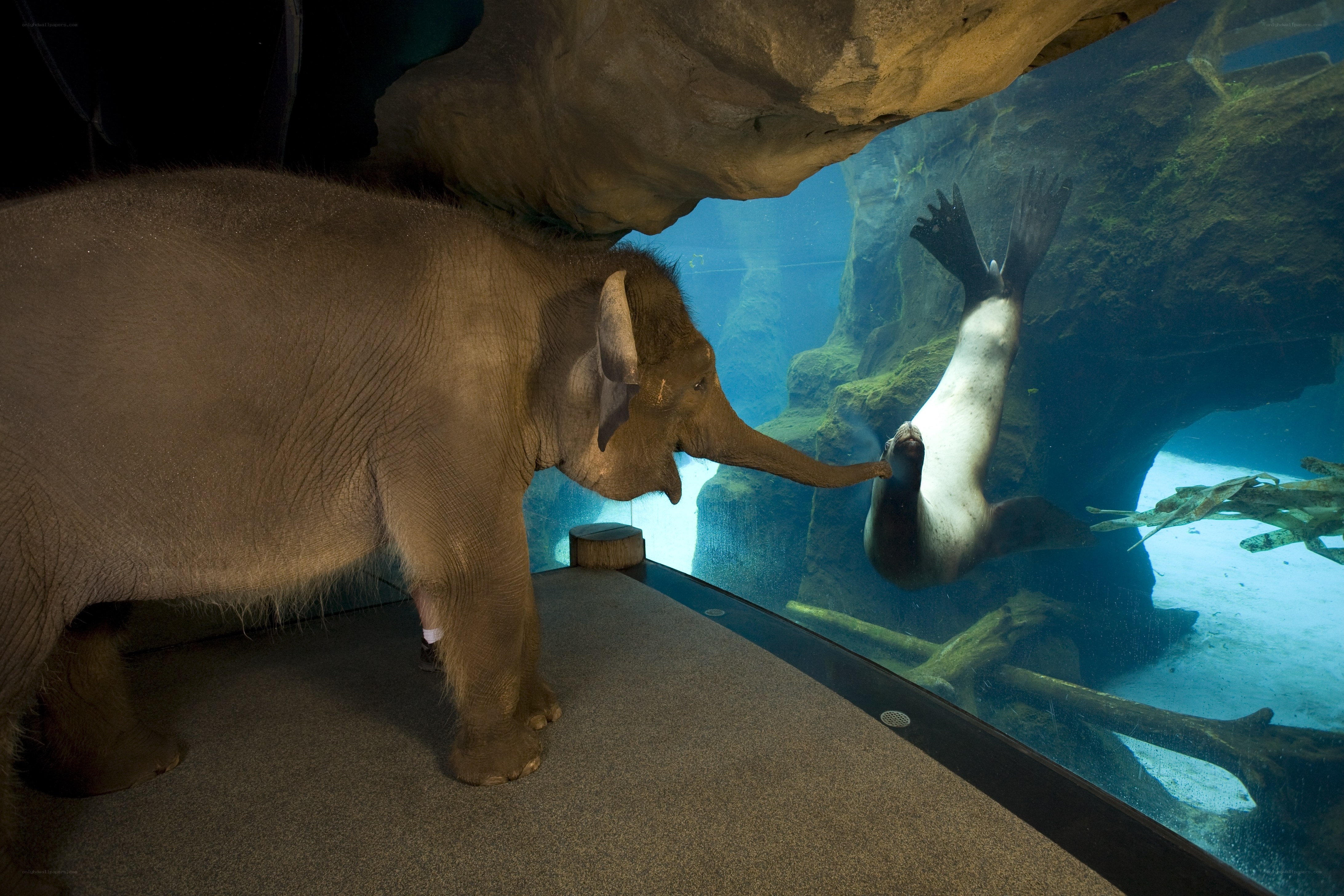 elephant and seal interaction