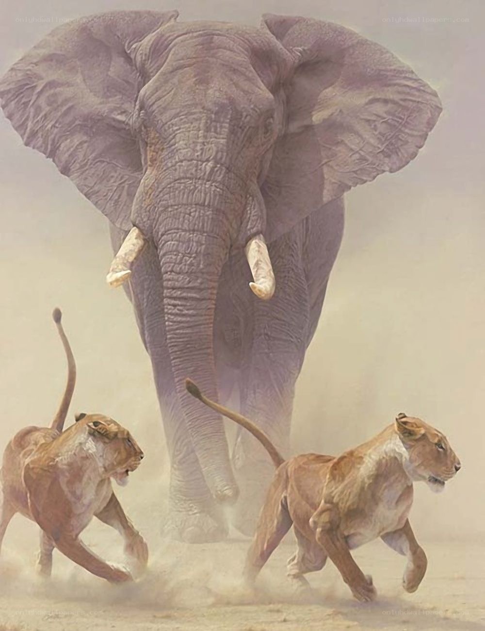 Elephant and two lions in dust