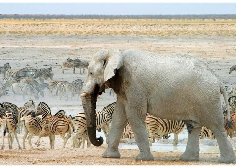 elephant and zebras at watering hole
