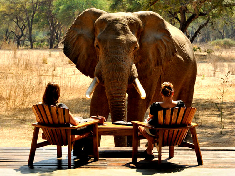 Elephant Approaching People