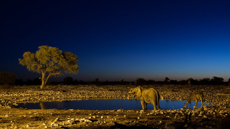 Elephant at a waterhole at dusk